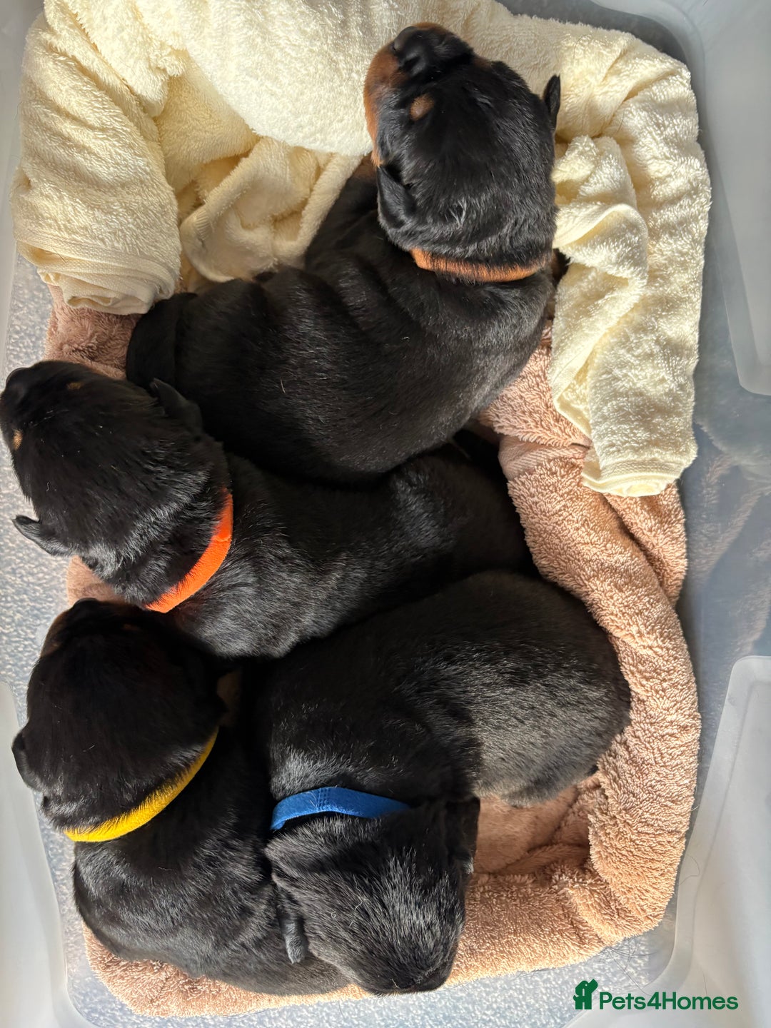 Rottweiler dogs for sale: 4 Gorgeous Rottweiler Puppies - Advert 18