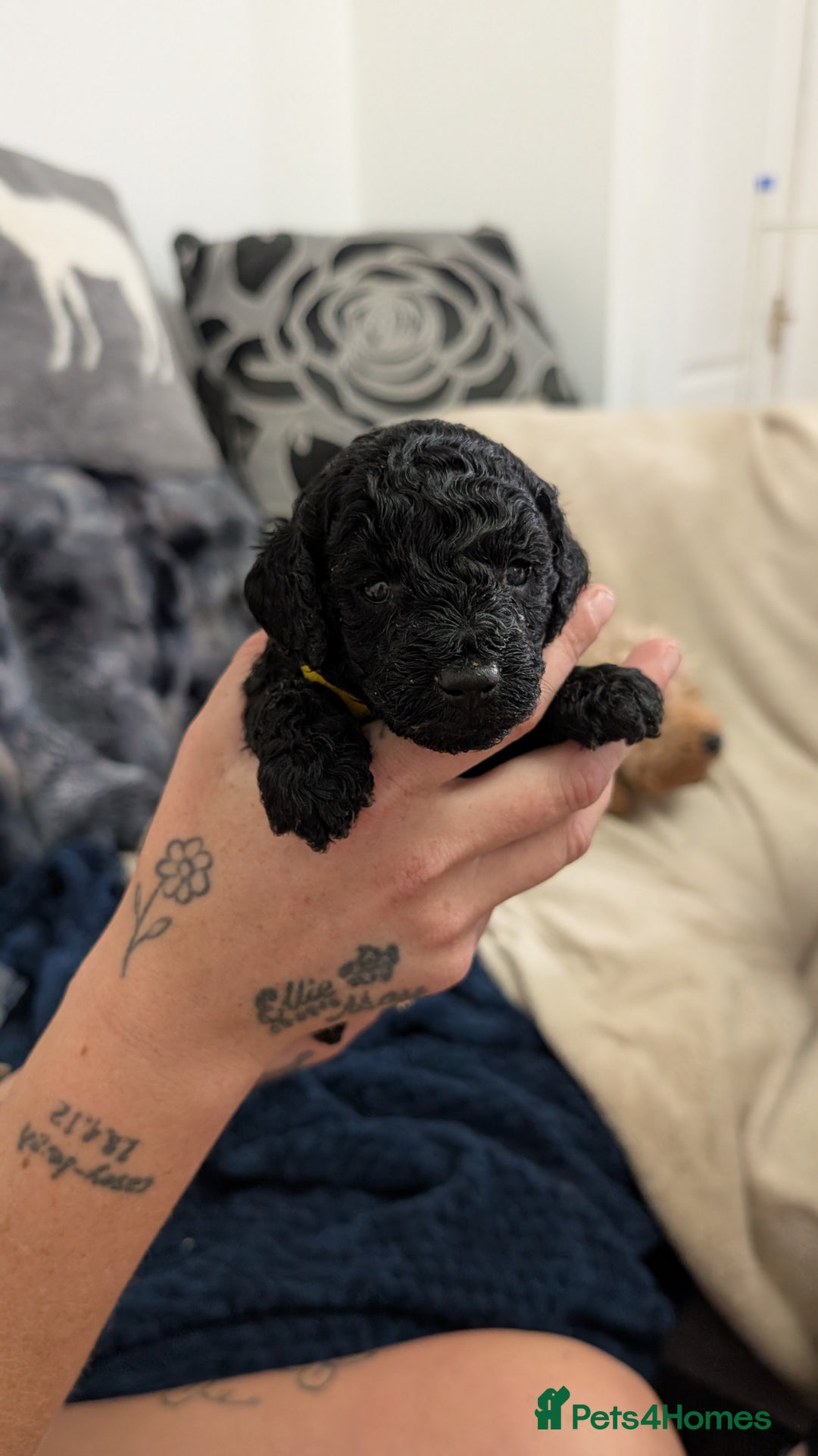 Cavapoo dogs for sale: Beautiful Cavapoo X toy poodle puppies  - Image 3