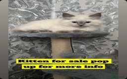British Shorthair cats for sale: Half ragdoll and half British short hair  - Image 1
