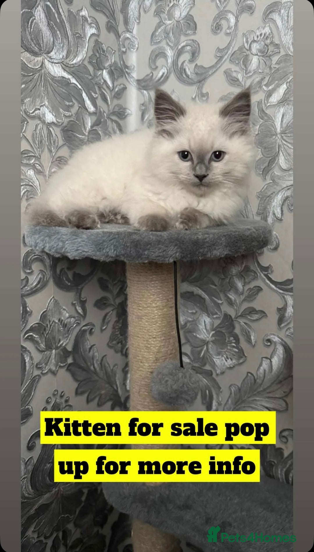 British Shorthair cats for sale: Half ragdoll and half British short hair  - Image 1
