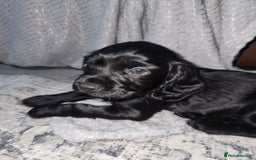 Cocker Spaniel dogs for sale: Cocker spaniel puppys. - Image 2