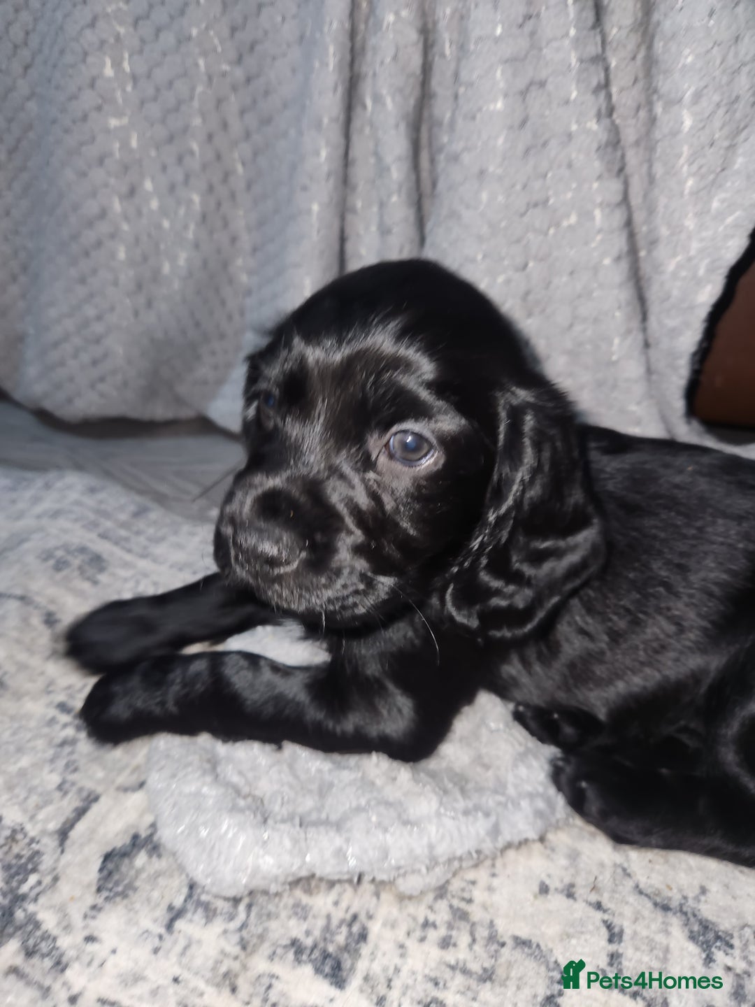 Cocker Spaniel dogs for sale: Cocker spaniel puppys. - Image 2