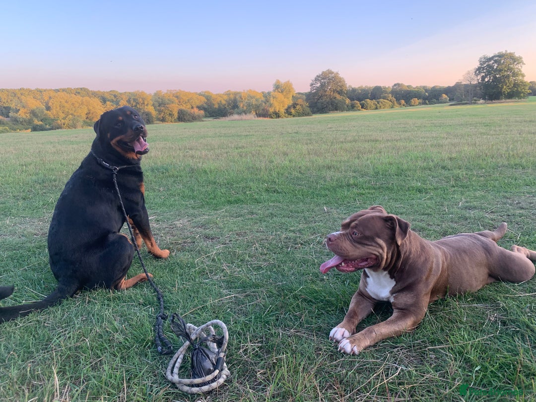 Mixed Breed dogs for sale: 4 stunning boys and 5 even more stunning girls - Advert 33