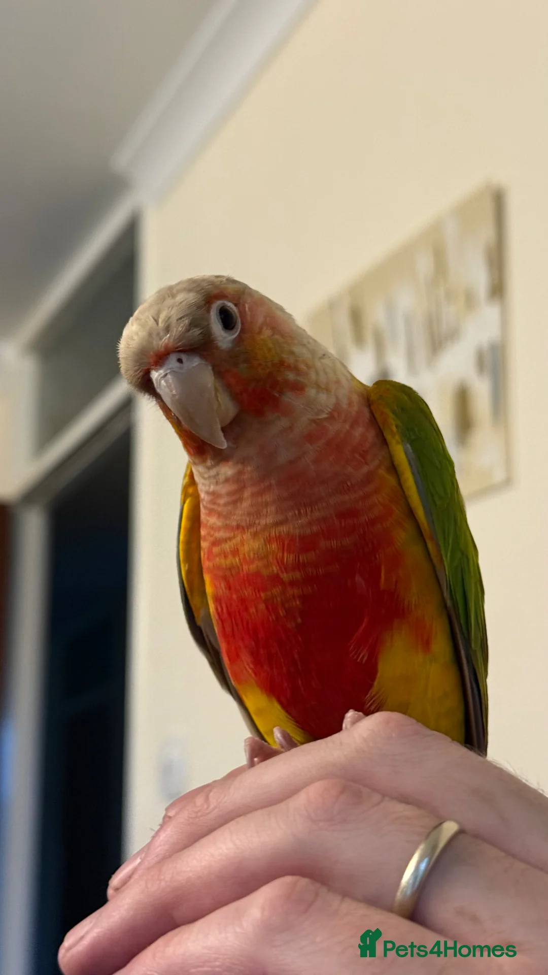 Conures birds for sale: 10 months olo pineapple conure in Kirkcaldy - Advert 2