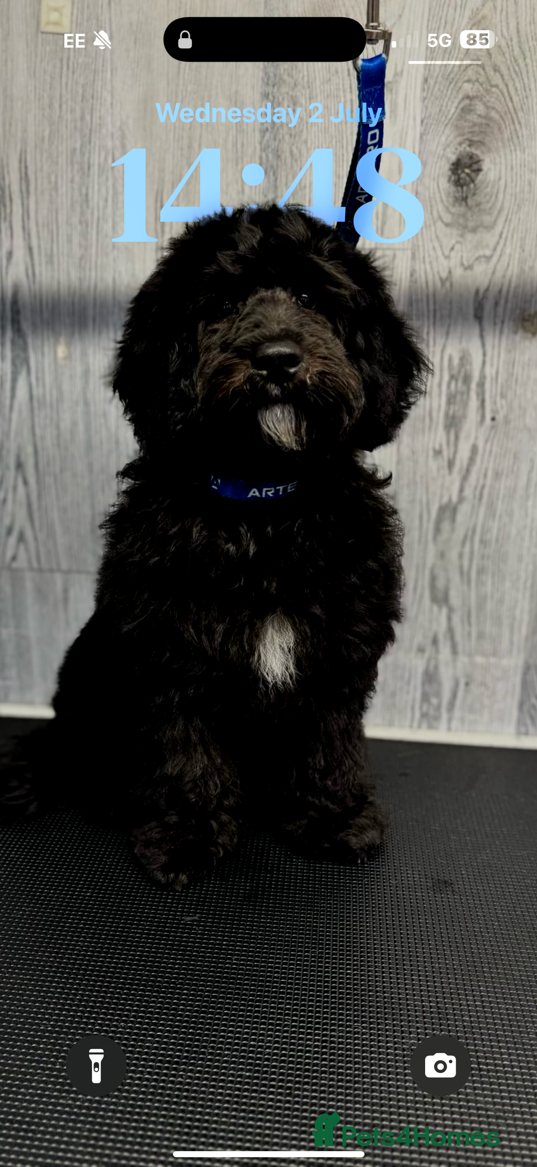 Cockapoo dogs for stud: Milo 1 year old F2 cockapoo - Image 2