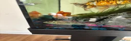Cichlids fish for sale: Megasema Geophagus in Gloucester - Advert 1