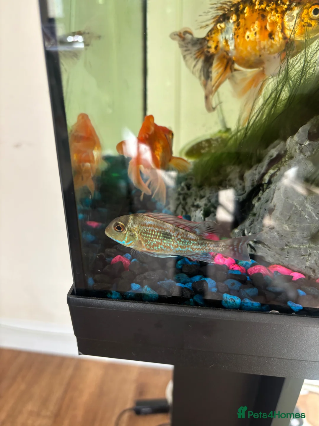 Cichlids fish for sale: Megasema Geophagus in Gloucester - Advert 1
