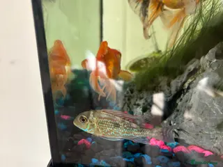 Cichlids fish Megasema Geophagus - Advert 10