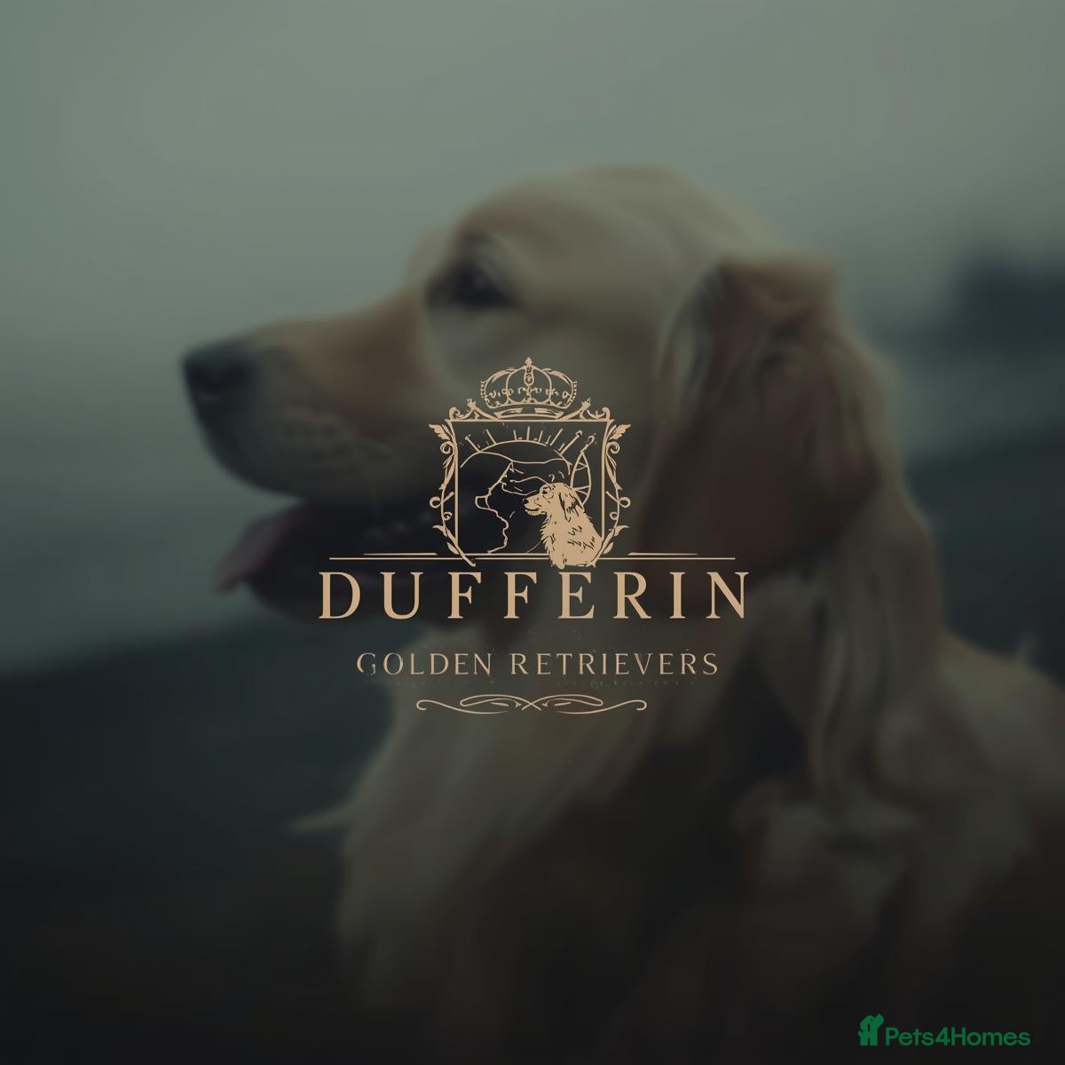 Golden Retriever dogs Best of Breed KC Golden Retrievers - Advert 11