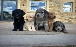 Cockapoo dogs for sale: Cockapoo puppies - Image 6