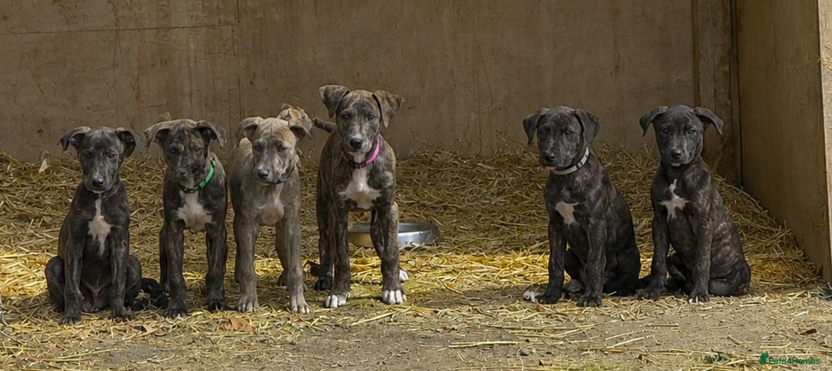 Lurcher dogs Beautiful Boy Lurcher Puppies  - Advert 7