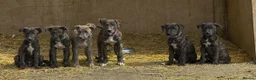 Lurcher dogs for sale: x2 Beautiful Boy Lurcher Puppies  - Advert 1