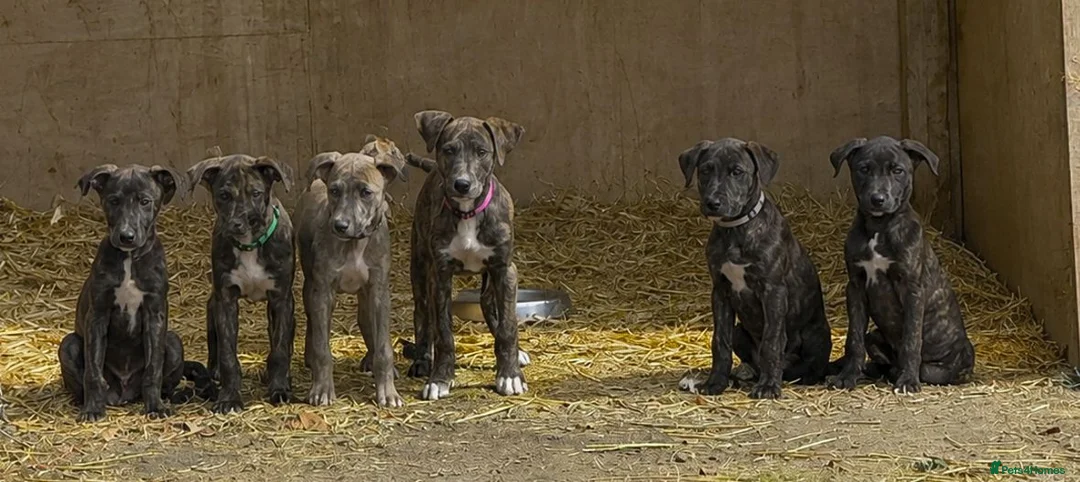Lurcher dogs for sale: x2 Beautiful Boy Lurcher Puppies  - Advert 1