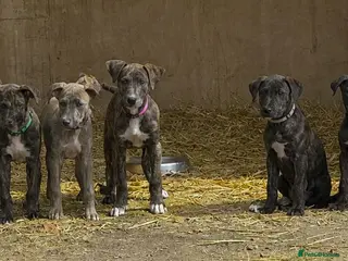 Lurcher dogs Beautiful Boy Lurcher Puppies - Advert 3