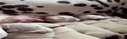 Dalmatian dogs for sale: Eagerly Awaited Litter Now Here 💫 - Advert 26