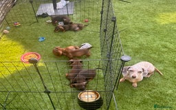 Miniature Dachshund dogs for sale: BEAUTIFUL MINI DACHSHUND PUPPIES  - Image 16