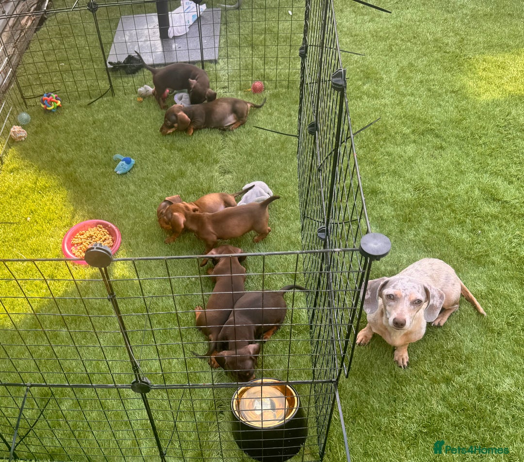 Miniature Dachshund dogs for sale: BEAUTIFUL MINI DACHSHUND PUPPIES  - Image 16