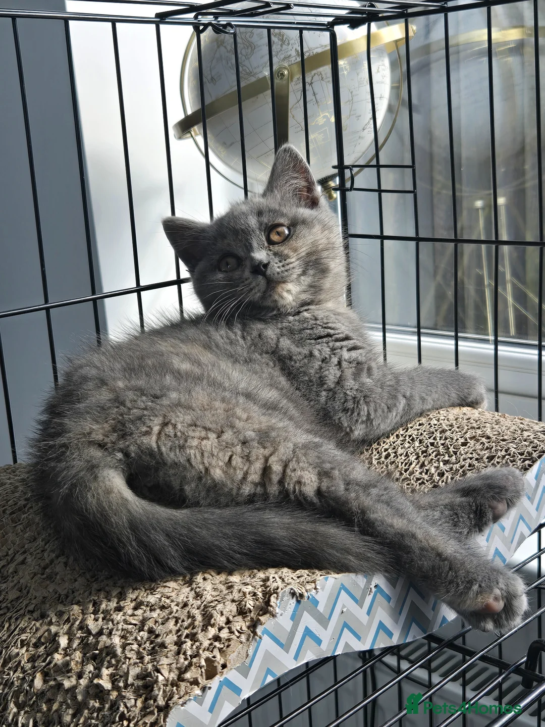 British Shorthair cats for sale: Beautiful Blue-Tortie female - Advert 1