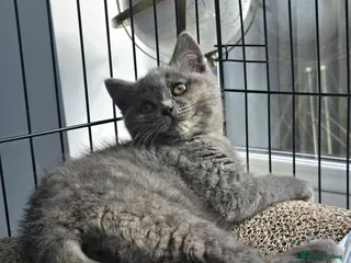 British Shorthair cats Beautiful Blue-Tortie female - Advert 3