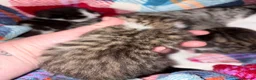 Mixed Breed cats for sale: Gorgeous Bengal cross babies  - Advert 15