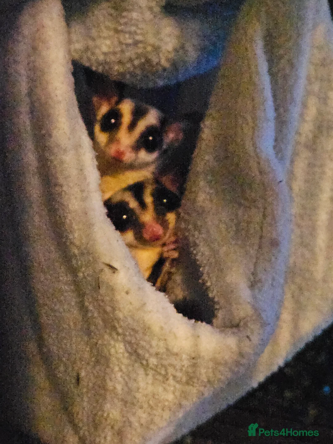 Sugar Glider rodents for sale: Sugar gliders for sale  - Advert 1