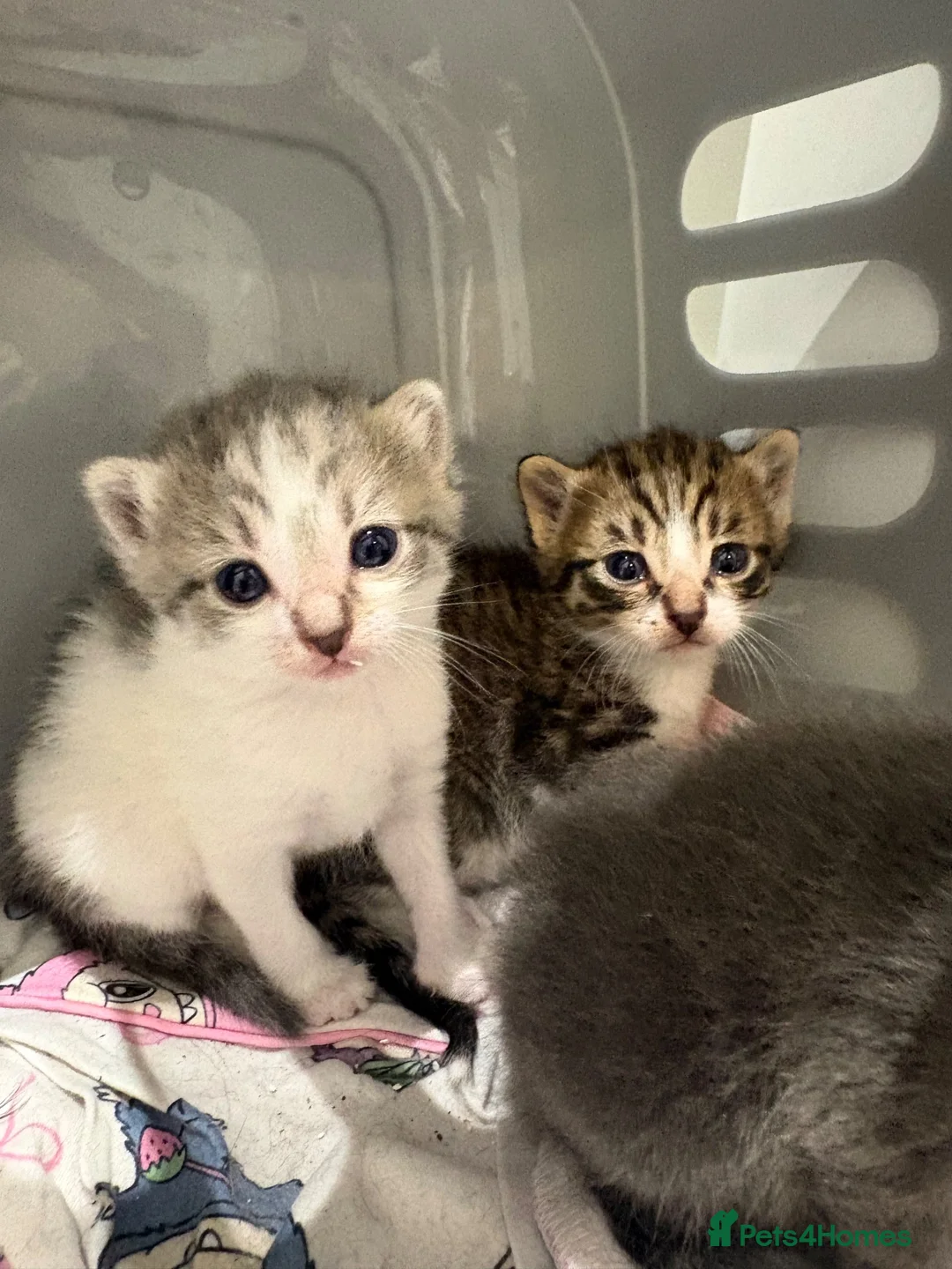 Mixed Breed cats for sale: Mixed kittens available  - Advert 18