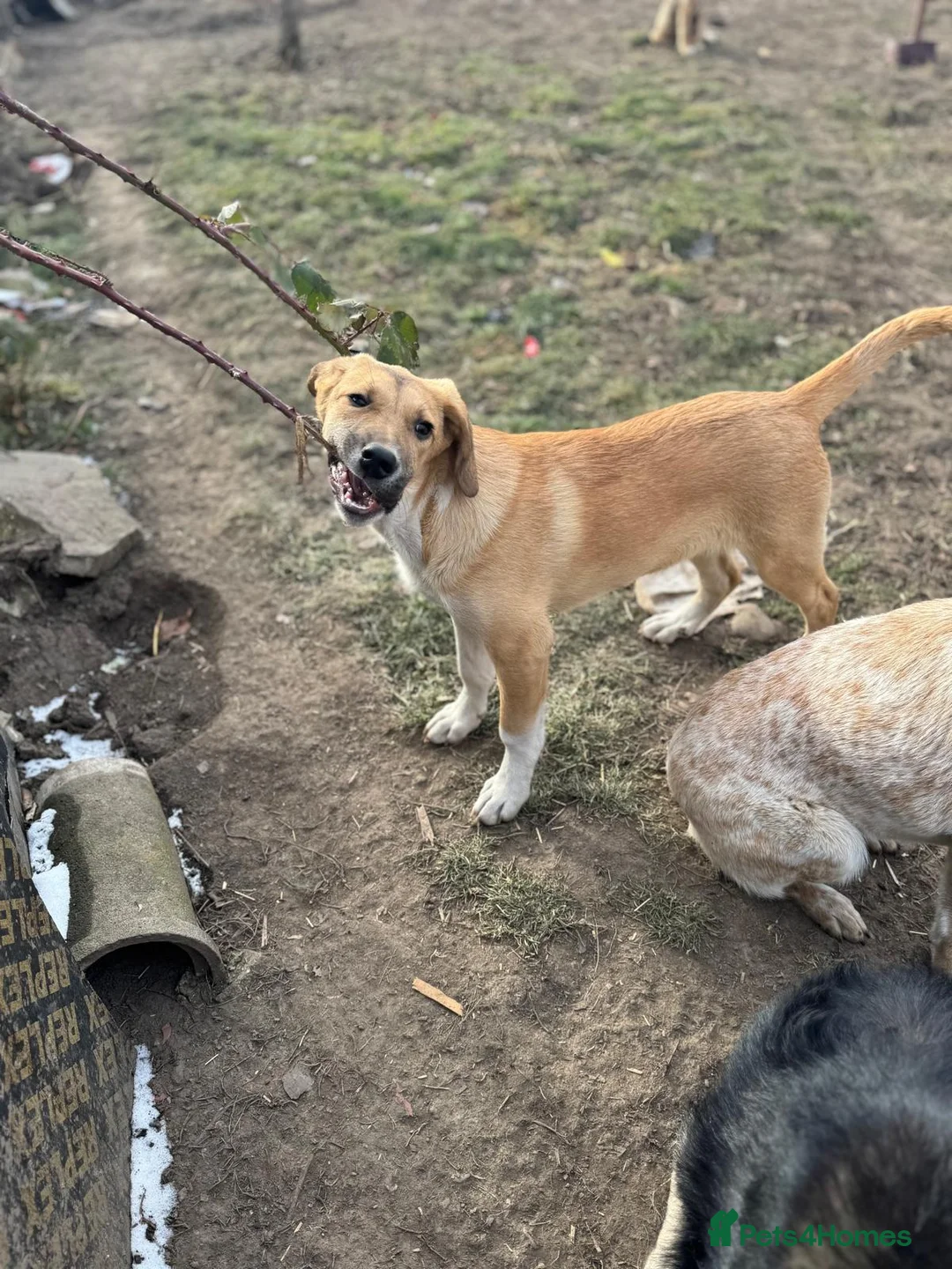 Mixed Breed dogs for adoption: JERRY – a Golden-Hearted Boy with a Playful Spirit - Advert 11