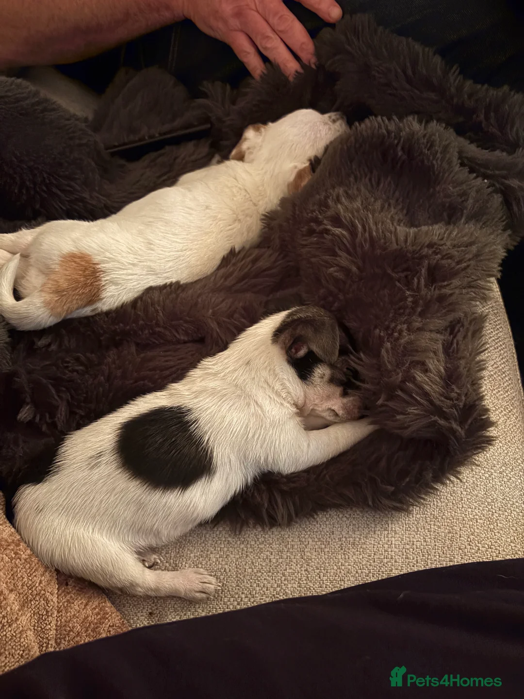 Jack Chi dogs for sale: Two beautiful jack-chi pups - Advert 5