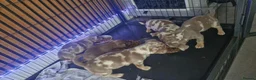 Jack Russell dogs for sale: Merle jack russels - Advert 9