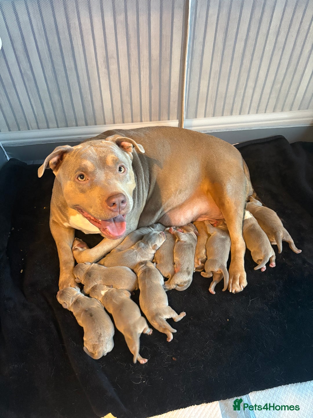 American Bully dogs for sale: Standard American bully’s lilac tri - Advert 7