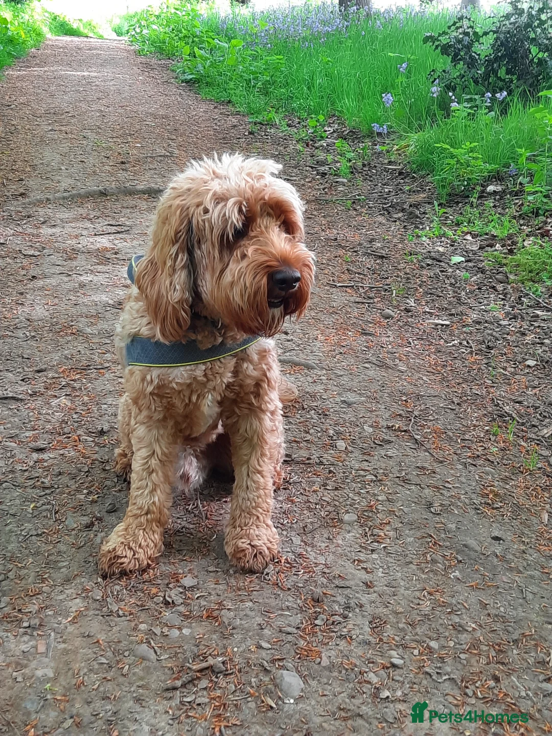 Cockapoo dogs for stud: Proven Cockapoo available for stud in Dalkeith - Advert 4
