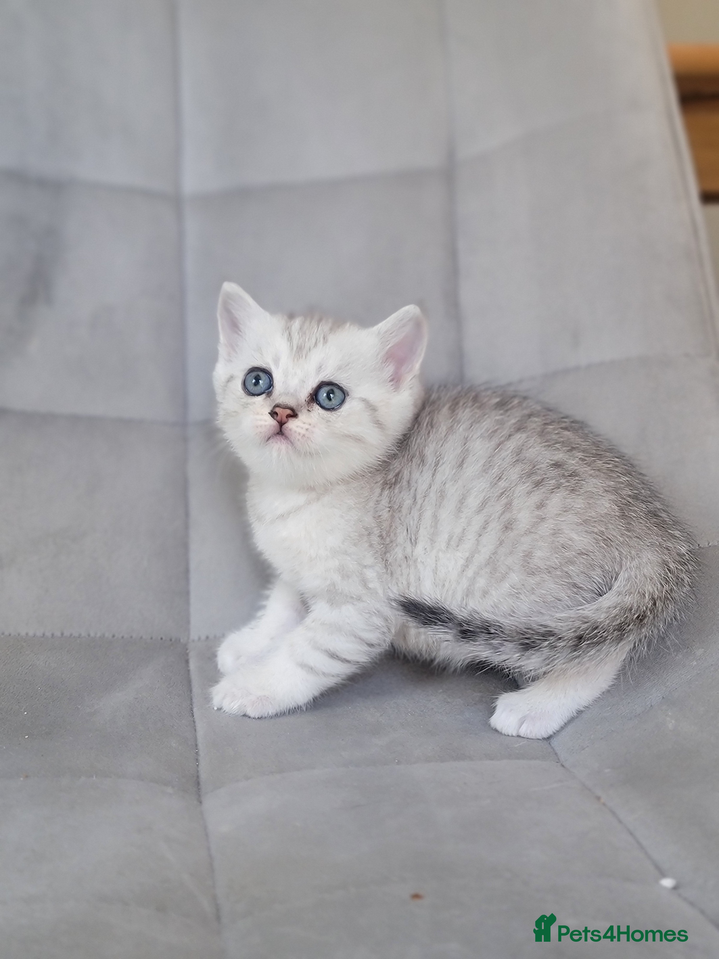 Scottish Fold cats Beautiful and healthy Scottish fold kittens - Advert 2