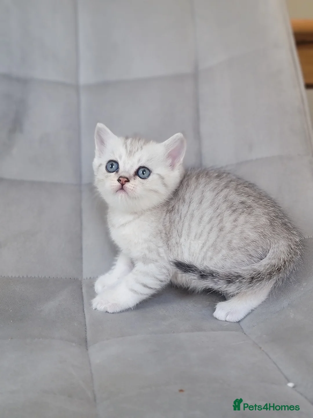 Scottish Fold cats for sale: Beautiful and healthy Scottish fold kittens - Advert 2