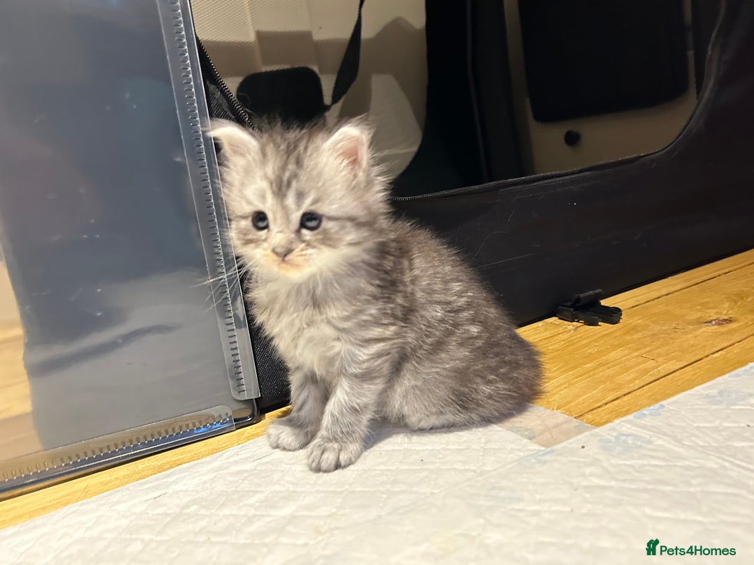 Maine Coon cats for sale: 🐾 Proven TICA  Maine Coon Queen – Black Smoke 🐾 - Image 13