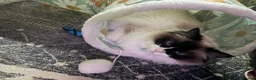 Ragdoll cats for sale: 4 year old female ragdoll - Advert 5