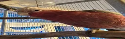 Parrots birds for sale: Galah Cockatoo Hand Reared  - Advert 16