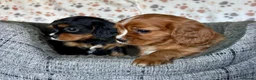 Cavalier King Charles Spaniel dogs for sale: Beautiful ruby boy looking for forever home - Advert 4