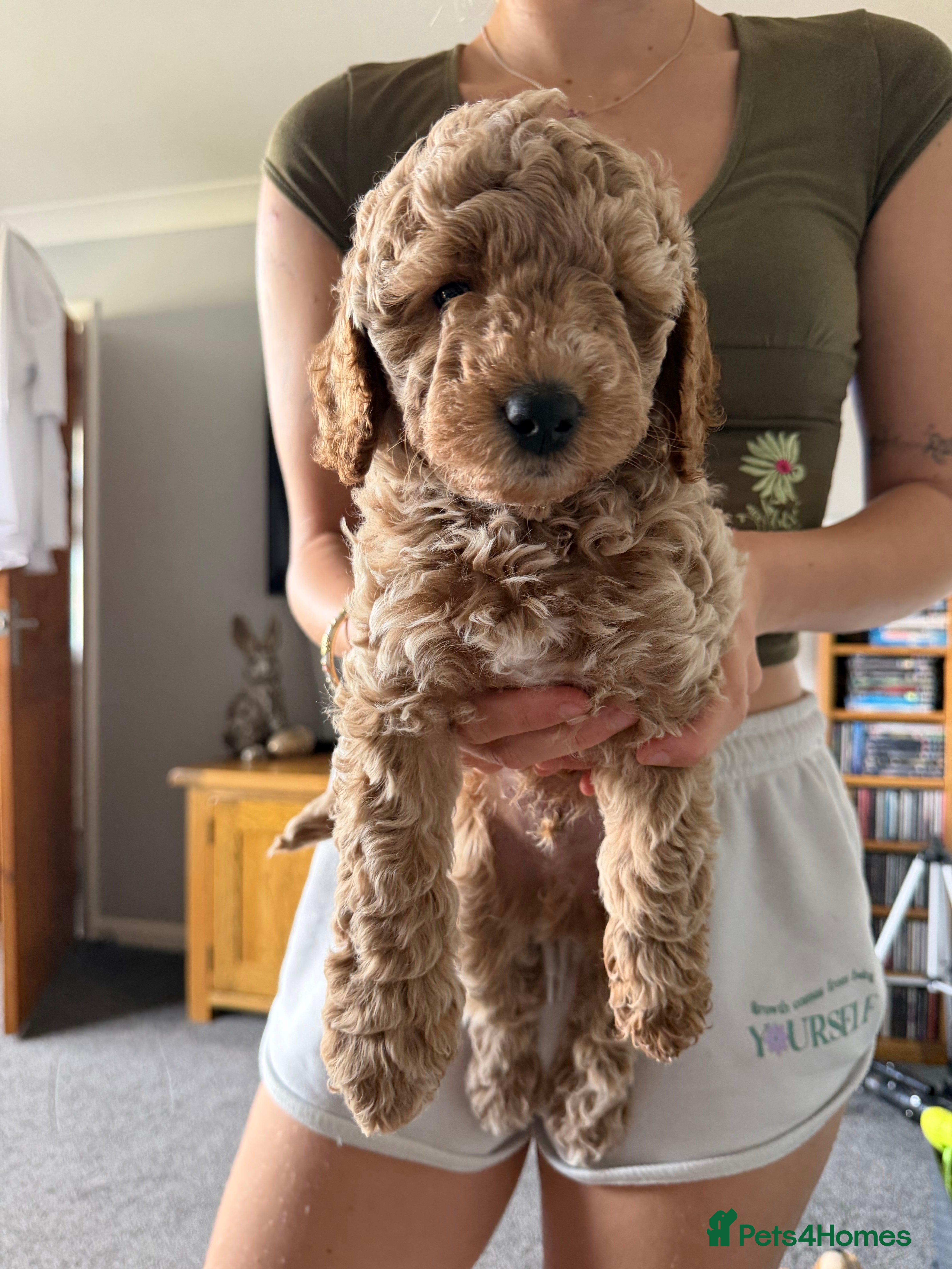 Cockapoo dogs Cockapoo F1b puppies Fox Red and Champagne  - Advert 2