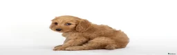 Cavapoo dogs for sale: DNA health tested Beautiful F1b Cavapoos - Advert 11