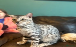 Bengal cats for sale: Unbelievably friendly TICA reg kittens  - Image 32