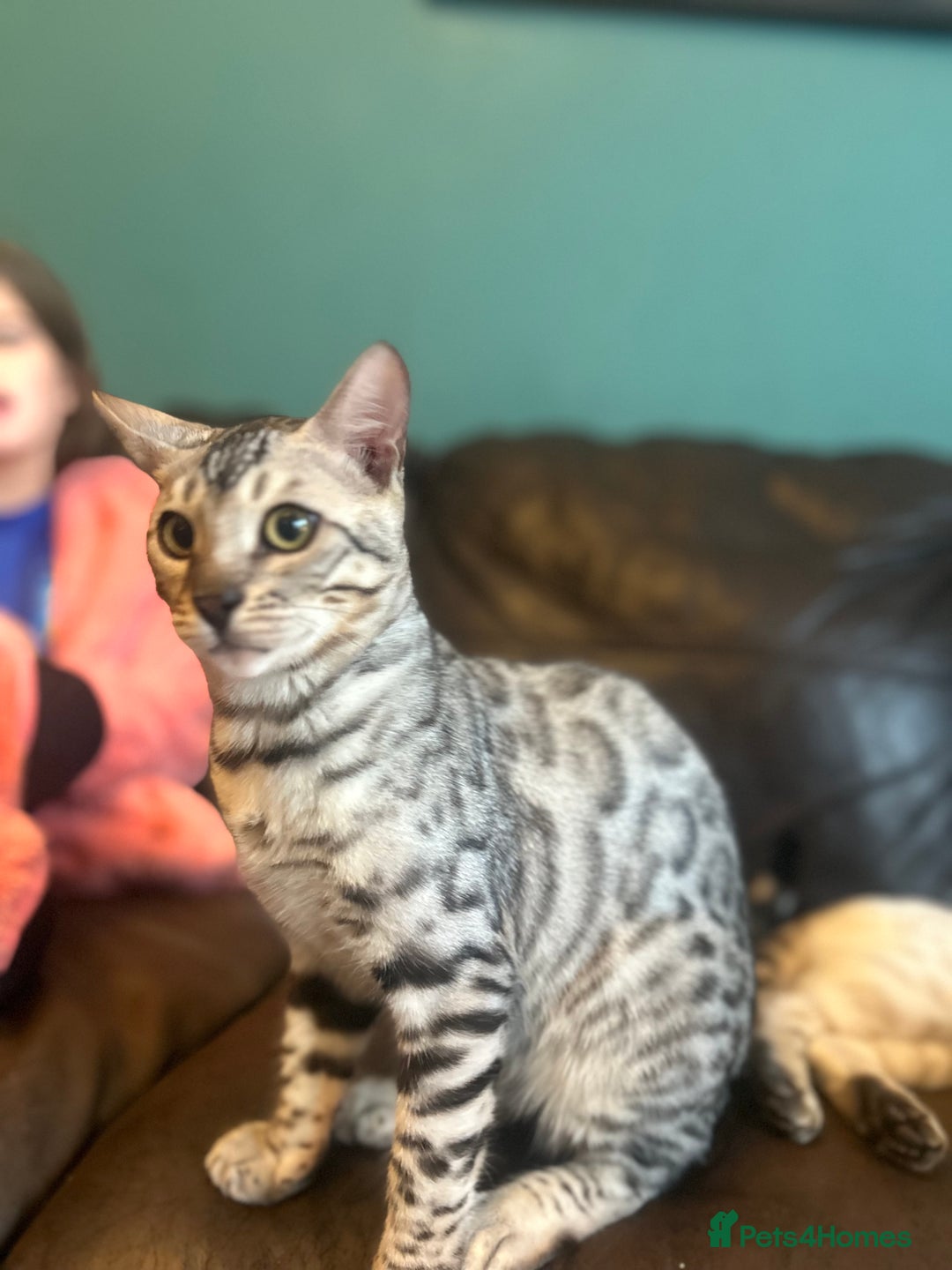 Bengal cats for sale: Unbelievably friendly TICA reg kittens  - Image 32