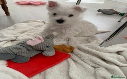 West Highland Terrier dogs for sale: West Highland White Terrier Puppies - Image 19