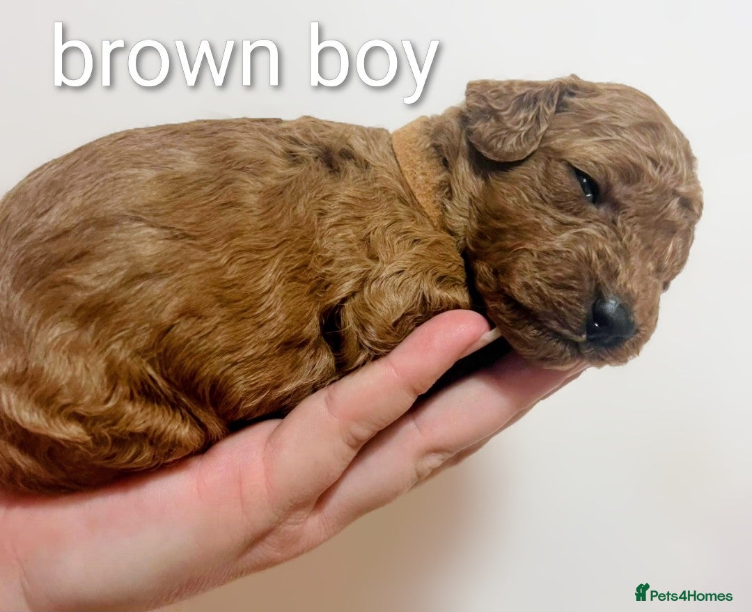 Miniature Poodle dogs for sale: MINIATURE POODLE PUPPIES.   - Advert 25