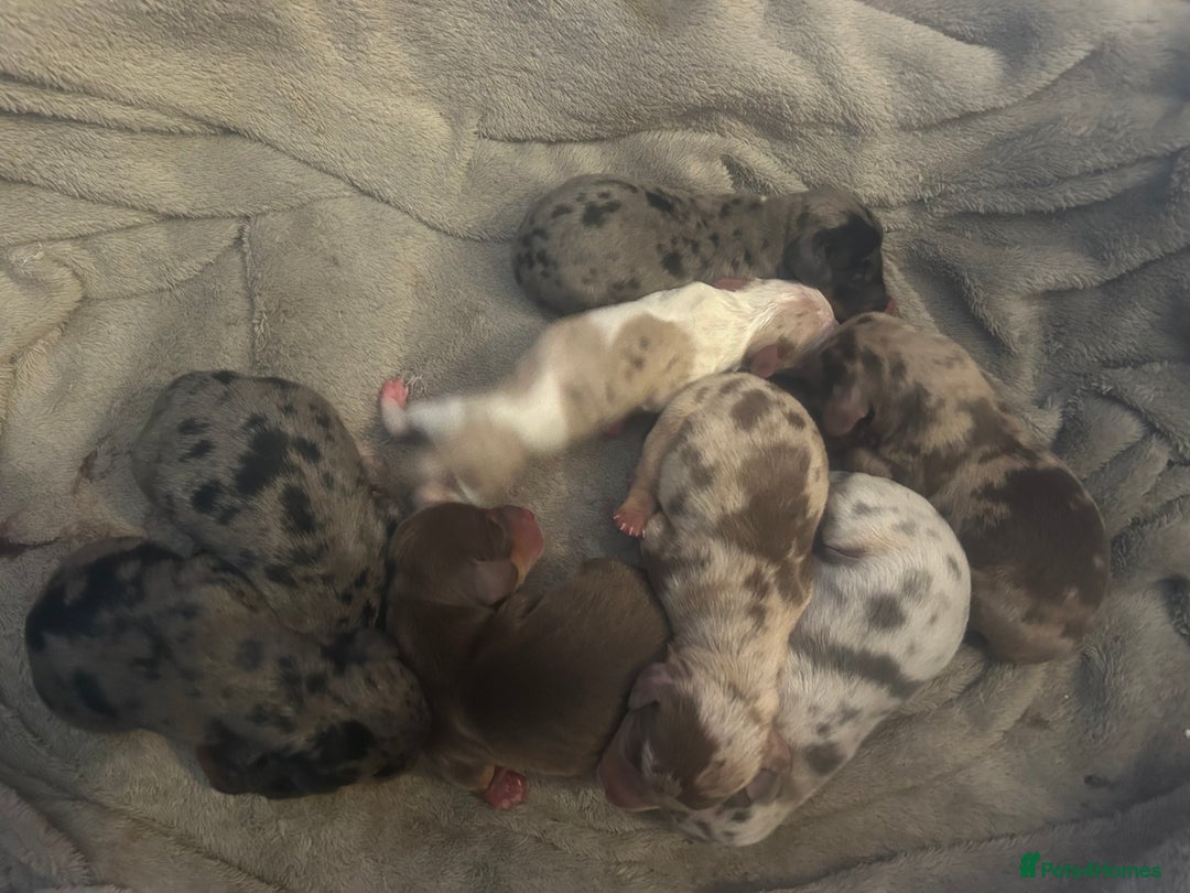 Miniature Dachshund dogs for stud: Mini Dachshund proven stud - Jelly - Image 10