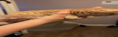 Kat
