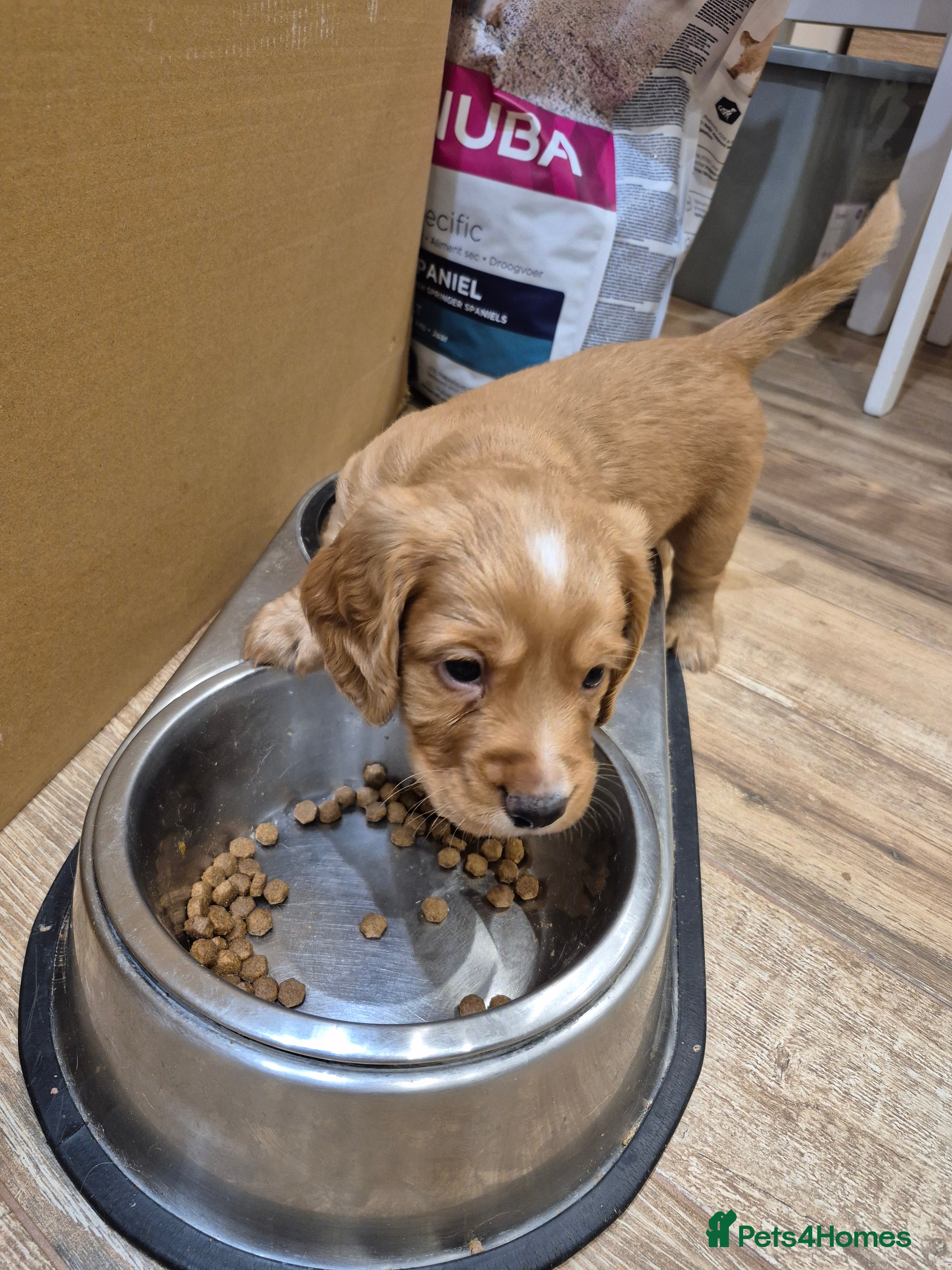 Cocker Spaniel dogs KC reg,Adorable,Golden CockerSpaniel(working)pupps - Advert 4