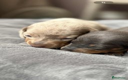 Miniature Dachshund dogs for sale: Adorable Miniature Dachshund Puppies ! 🐾 - Image 5