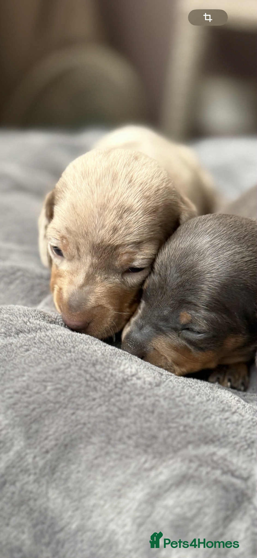 Miniature Dachshund dogs for sale: Adorable Miniature Dachshund Puppies ! 🐾 - Image 5
