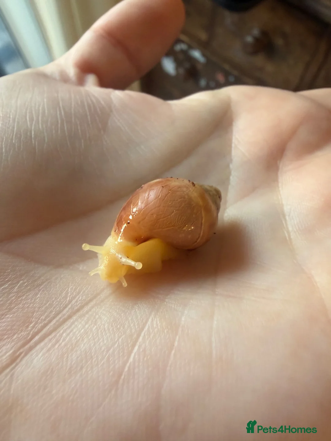 Snails invertebrates for sale: African land snails - Advert 2