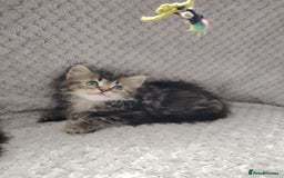 Norwegian Forest Cat cats for sale: Norwegian Forest kittens  - Image 8